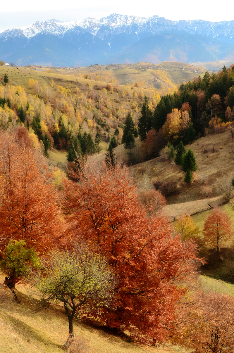 Red and orange trees on a grassy hillside below distant mountain peaks