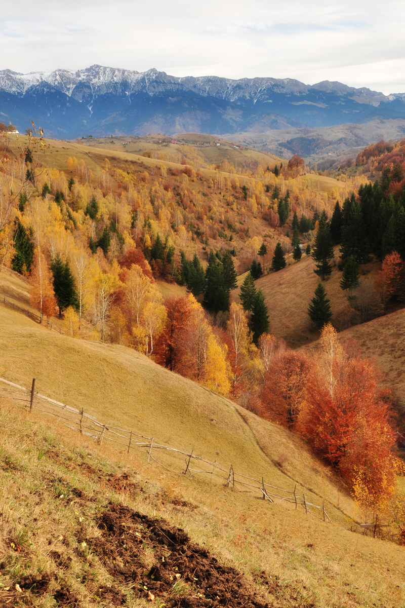 Golden woodland and red trees across rolling hills below a distant mountain ridge