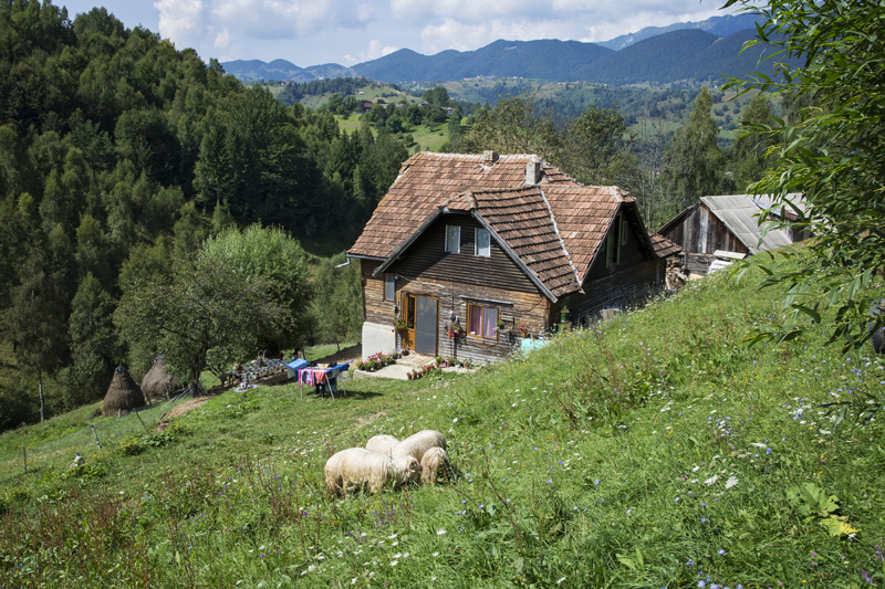 Sheep grazing on a green hillside beside a rural house, with mountains behind
