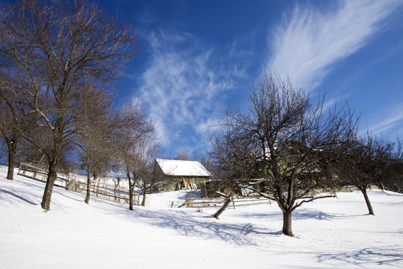 Bare orchard trees and a small house beneath a blue sky above snow-covered ground