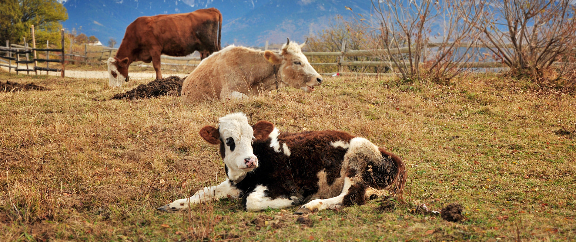 Cows resting in a pasture near Măgura
